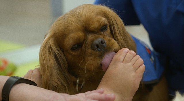 Descubre por qué las mascotas son el gran apoyo de los más pequeños en los Hospitales - 4, Foto 4