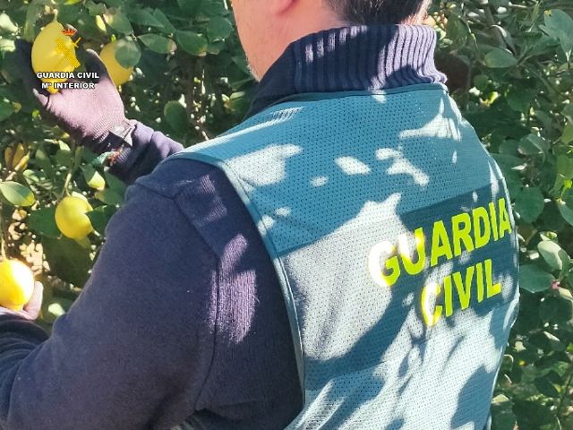 La Guardia Civil esclarece la estafa de más de 200.000 kg de limones a varios agricultores de la Vega Baja - 2, Foto 2