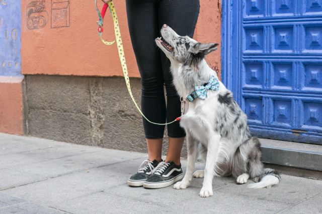 Llega el primer diccionario para entender a los perros - 3, Foto 3