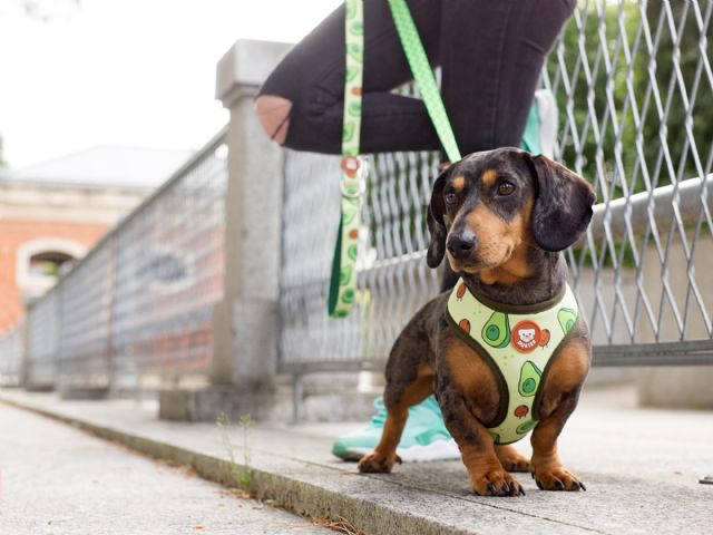 Llega el primer diccionario para entender a los perros - 4, Foto 4