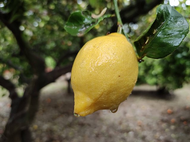 Todo lo que el limón puede hacer para mejorar tu rendimiento deportivo - 2, Foto 2