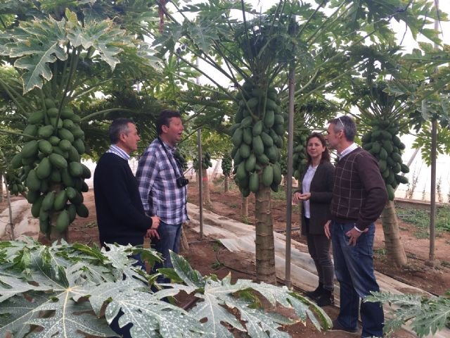 El IMIDA colabora con productores de Mazarrn en la mejora de cultivos tropicales para adaptarlos a las caractersticas de la Regin, Foto 1