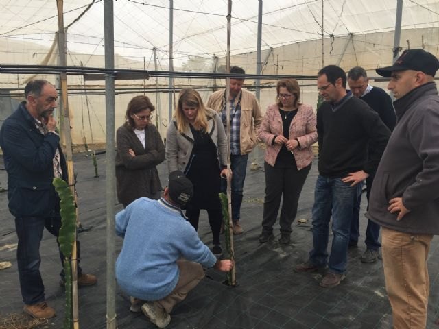 El IMIDA colabora con productores de Mazarrón en la mejora de cultivos tropicales para adaptarlos a las características de la Región - 3, Foto 3