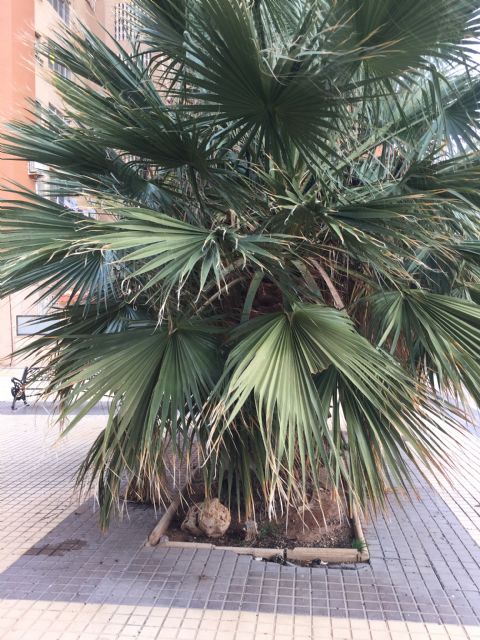 Ciudadanos pedirá mañana en el Pleno el arreglo de varias plazas y medianas en Los Dolores, Barrio Peral y El Ensanche - 2, Foto 2