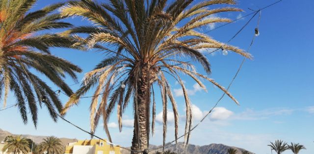 Cs Cartagena denuncia que la cantina del local social de Isla Plana sigue cerrada y abandonada cinco meses después - 5, Foto 5