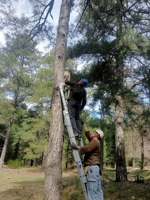 Se ponen en marcha las primeras medidas de conservación de murciélagos forestales en Albacete - 5, Foto 5