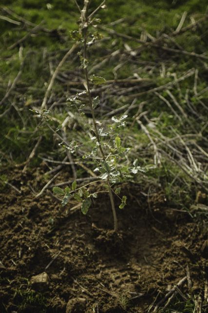 ClimateTrade consigue 1M€ y más de 133.000 toneladas de CO2 compensadas en más de 40 proyectos forestales - 2, Foto 2