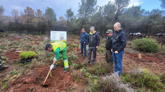 La Comunidad inicia la restauración forestal plantando 4.300 ejemplares de especies autóctonas en Calblanque - 2, Foto 2