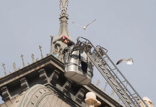 El Ayuntamiento inicia una nueva campaña para controlar la población de gaviotas pidiendo la colaboración ciudadana - 2, Foto 2