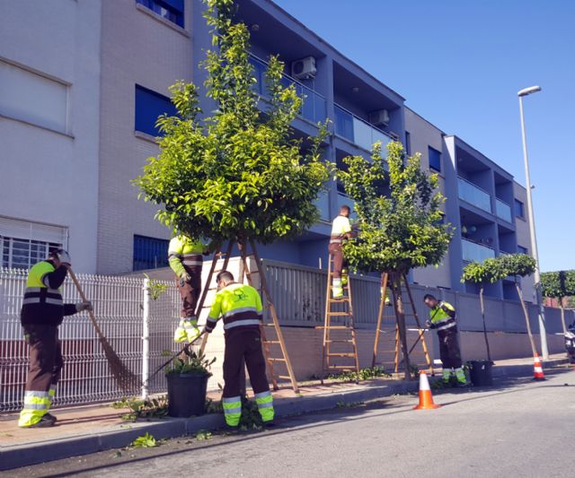 Finaliza la campaña de recogida de naranjas en el municipio de Murcia - 1, Foto 1