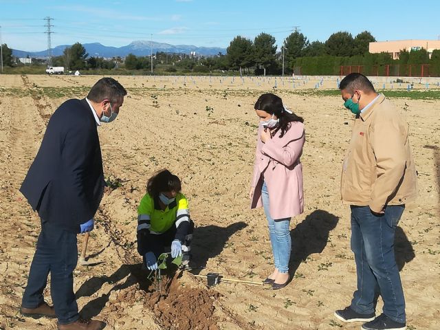 El AMPA del colegio Sagrado Corazón de Jesús de Alcantarilla se suma al proyecto municipal Kiri Urban Forest con la plantación de 600 árboles - 1, Foto 1
