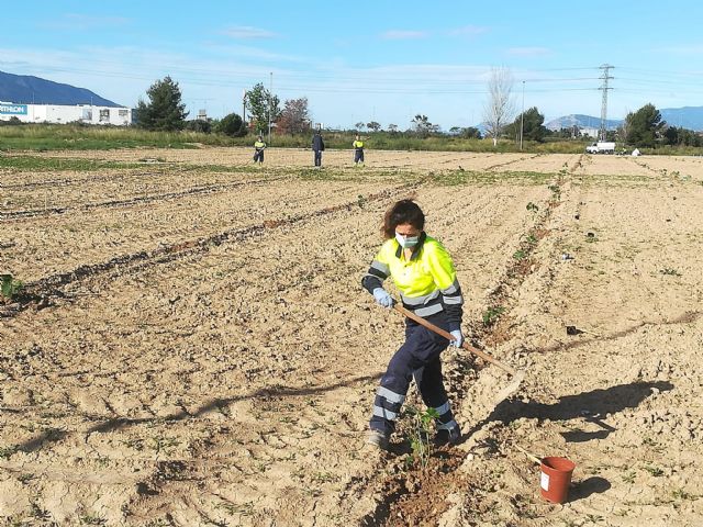 El AMPA del colegio Sagrado Corazón de Jesús de Alcantarilla se suma al proyecto municipal Kiri Urban Forest con la plantación de 600 árboles - 3, Foto 3