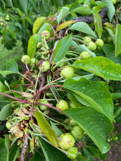 Las tormentas de pedrisco protagonizan el fin de semana y vuelven a afectar a extensas áreas del campo español - 1, Foto 1