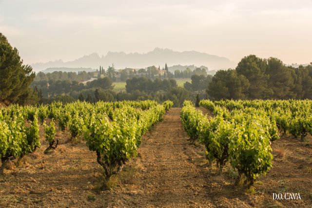 La elaboración de los Cavas de Guarda Superior de la D.O. Cava será 100% ecológica en 2025 - 1, Foto 1