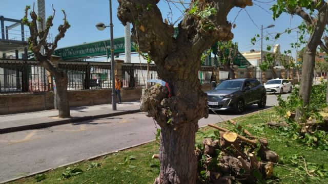 URGENTE: Comienza la tala de árboles en calle Industria. Continúa el arboricidio en Murcia - 3, Foto 3