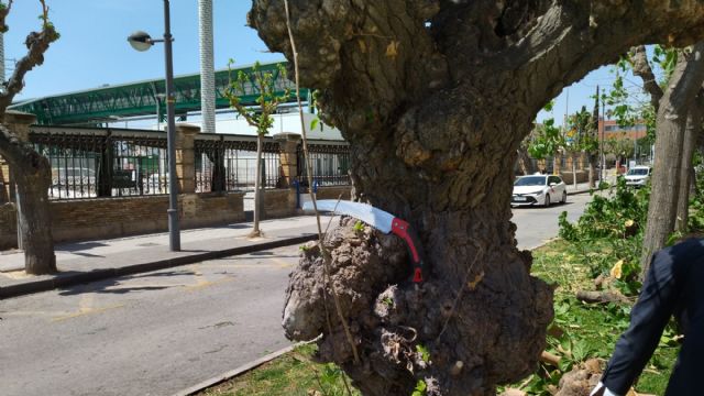 URGENTE: Comienza la tala de árboles en calle Industria. Continúa el arboricidio en Murcia - 4, Foto 4
