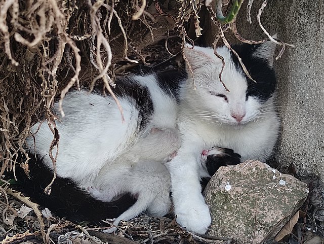 Aprueban las bases para otorgar subvenciones a entidades que desarrollen proyectos de control y gestión de colonias felinas 2023 - 1, Foto 1