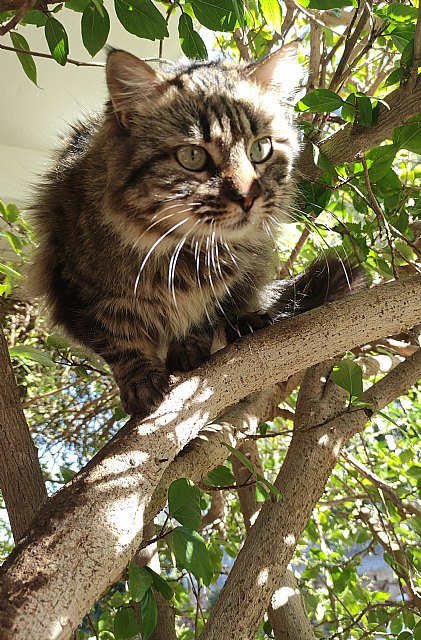 Aprueban las bases para otorgar subvenciones a entidades que desarrollen proyectos de control y gestión de colonias felinas 2023 - 2, Foto 2