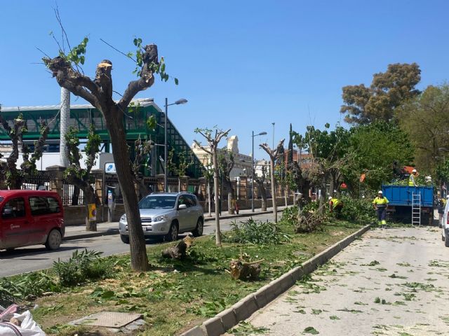 El arboricidio de los socialistas continúa con la eliminación de las moreras centenarias de la calle Industria - 1, Foto 1