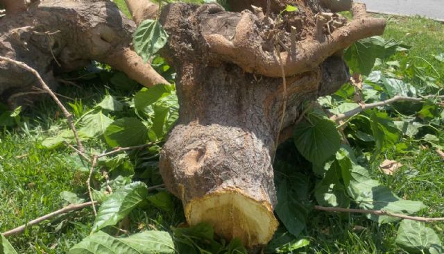El arboricidio de los socialistas continúa con la eliminación de las moreras centenarias de la calle Industria - 2, Foto 2