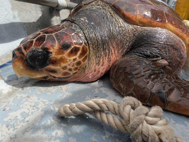 Ch. Hernández/P.García/ANSE, Foto 1