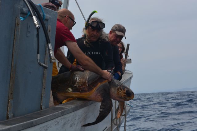 Nueva oportunidad para una vieja tortuga boba - 2, Foto 2