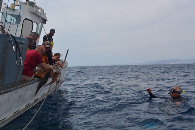 Nueva oportunidad para una vieja tortuga boba - 3, Foto 3