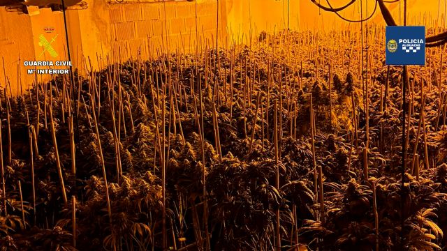 Desmantelada en Alguazas una vivienda utilizada como invernadero tipo indoor para el cultivo masivo de marihuana - 3, Foto 3