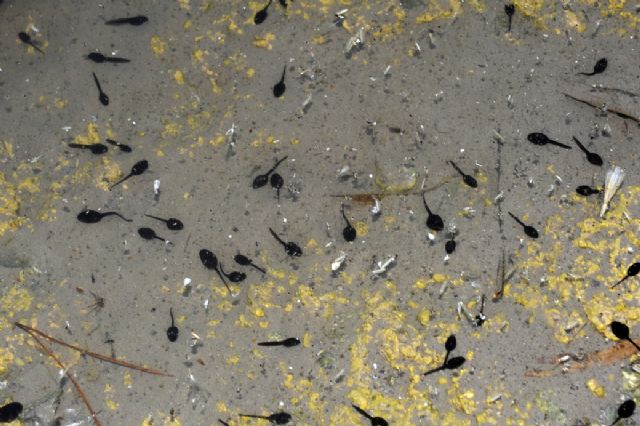 Construyen una charca para anfibios en el paraje natural Cabezo de la Jara - 2, Foto 2