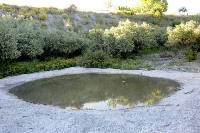 Construyen una charca para anfibios en el paraje natural Cabezo de la Jara - 3, Foto 3