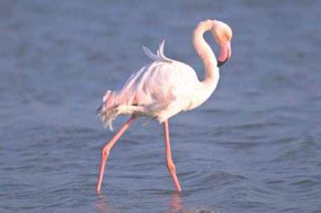 El PCAN propone la creación de un Parque Regional en las salinas de Marchamalo - 1, Foto 1