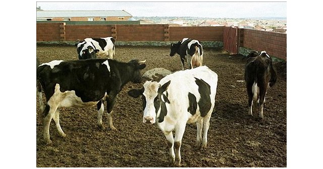 España consigue la apertura del mercado de Filipinas a la carne de vacuno - 1, Foto 1