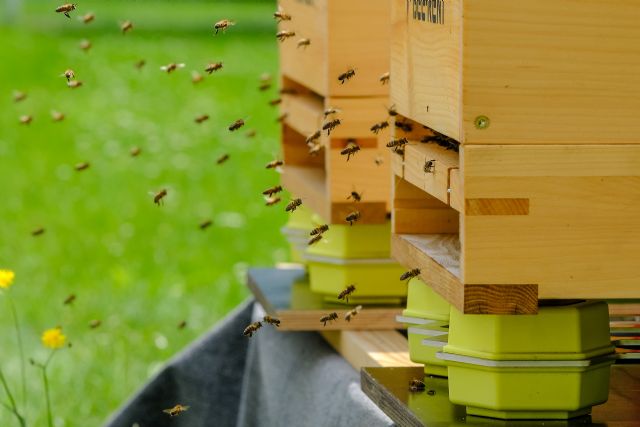 Convenio para instalar una colmena inteligente, monitorizar el comportamiento de las abejas y garantizar su supervivencia - 2, Foto 2