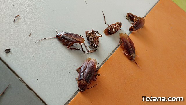 Se avecina un alto riesgo de plagas de cucarachas en Málaga el próximo verano según Framisan - 1, Foto 1