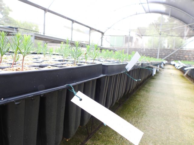 El Centro de Conservación de Flora Silvestre de la Región de Murcia incorporará un nuevo invernadero de 144 metros cuadrados - 2, Foto 2