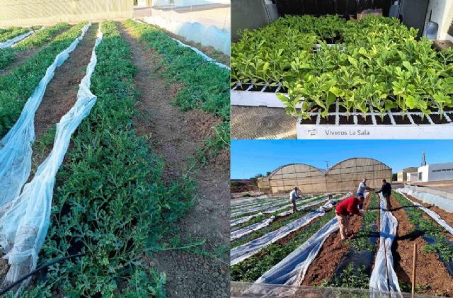 Esarrollan un innovador proyecto agrotech en el CIFEA de Torre Pacheco - 2, Foto 2