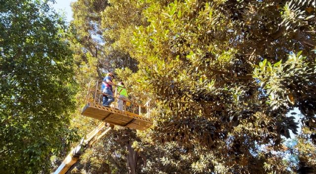 Los ficus del Jardín de Floridablanca y del resto del municipio reciben una revisión integral para verificar su salud y garantizar su seguridad - 2, Foto 2