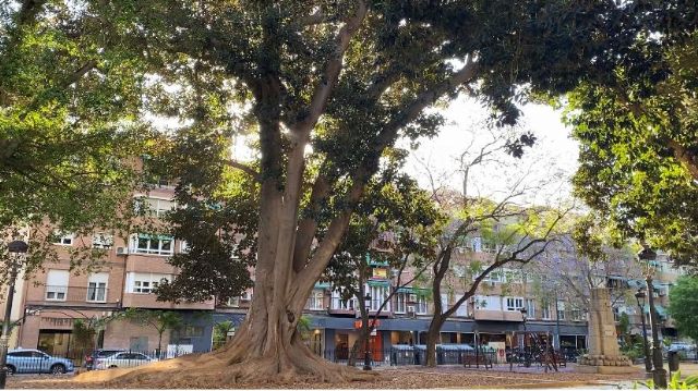 Los ficus del Jardín de Floridablanca y del resto del municipio reciben una revisión integral para verificar su salud y garantizar su seguridad - 3, Foto 3