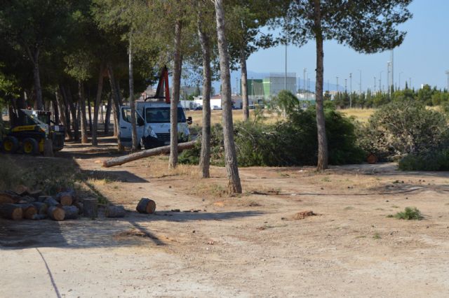El Ayuntamiento mejora la seguridad de los pinos del Parque de la Emisora - 2, Foto 2