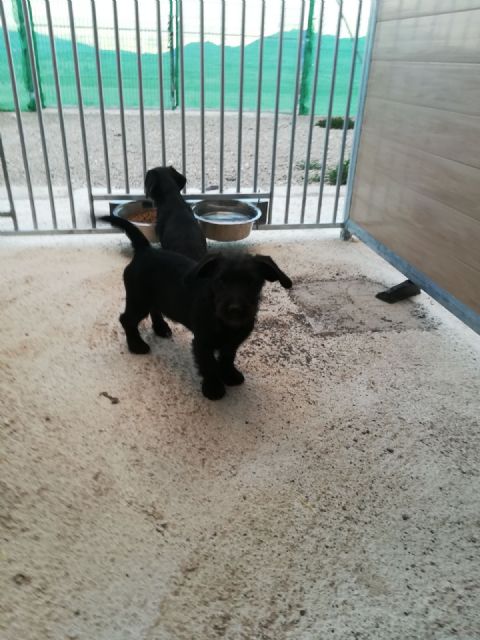 Operarios del Ayuntamiento se forman para recoger perros callejeros de forma segura - 1, Foto 1