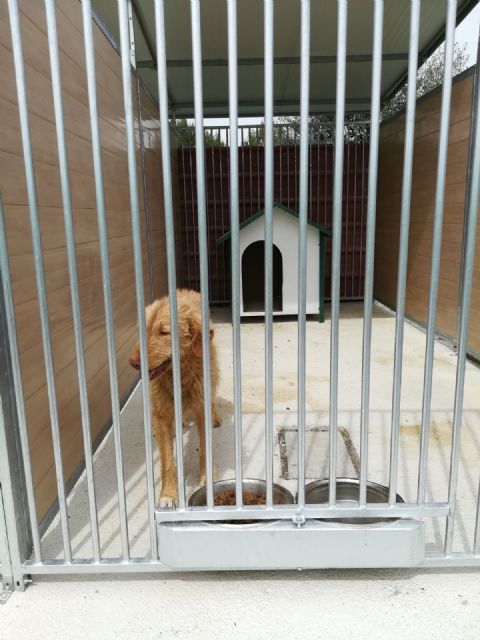 Operarios del Ayuntamiento se forman para recoger perros callejeros de forma segura - 2, Foto 2