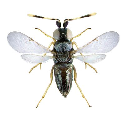 Introducen una avispa en los parques del municipio para controlar la plaga de cochinillas sin usar compuestos químicos - 1, Foto 1