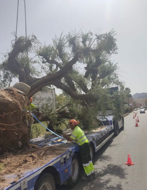 El Ayuntamiento de Lorca se hace cargo del trasplante de 19 ejemplares de olivo de gran porte que estaban en unos terrenos privados del Barrio de Apolonia - 1, Foto 1