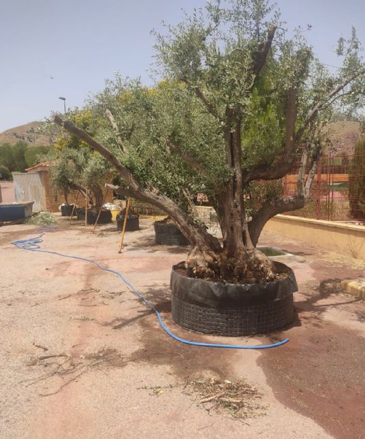El Ayuntamiento de Lorca se hace cargo del trasplante de 19 ejemplares de olivo de gran porte que estaban en unos terrenos privados del Barrio de Apolonia - 2, Foto 2