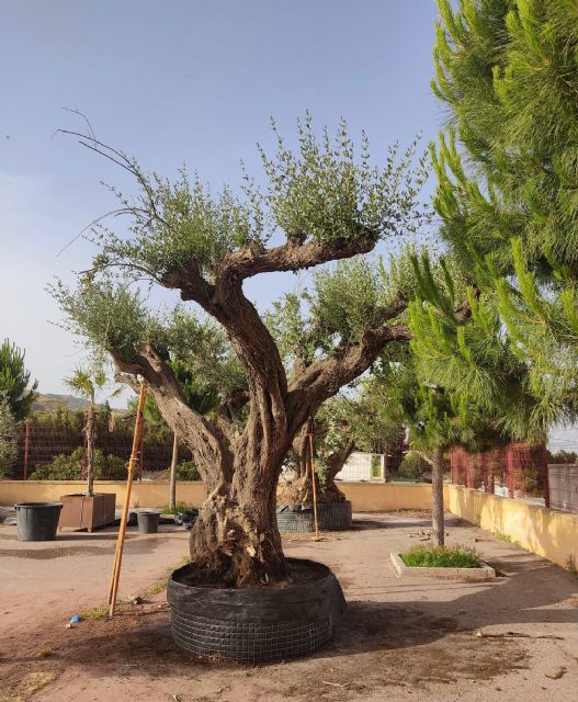 El Ayuntamiento de Lorca se hace cargo del trasplante de 19 ejemplares de olivo de gran porte que estaban en unos terrenos privados del Barrio de Apolonia - 3, Foto 3