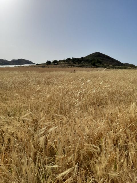 Los vecinos de Morata denuncian la comisión del cuarto robo de tendido eléctrico en un mes, otro medio kilómetro de cable - 2, Foto 2