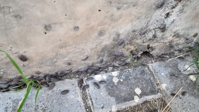 Pedro Contreras: Es inaceptable la degradación que sufre el barrio universitario por la inacción del equipo de gobierno municipal - 3, Foto 3