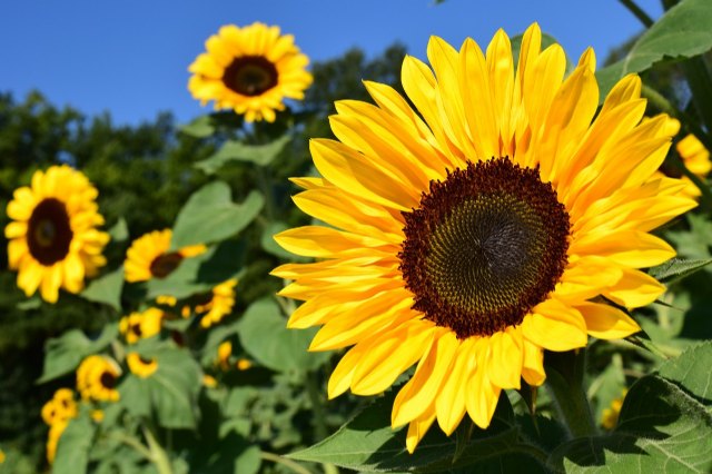 Girasol entre el mito y la realidad. Curiosidades y todo lo que debes saber sobre los cuidados de la flor de verano por excelencia - 1, Foto 1