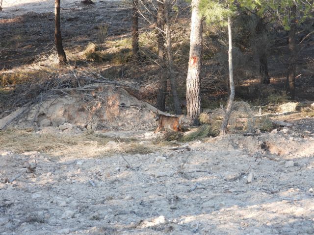 La muerte del lince ibérico en Lorca se debió a una intoxicación - 3, Foto 3