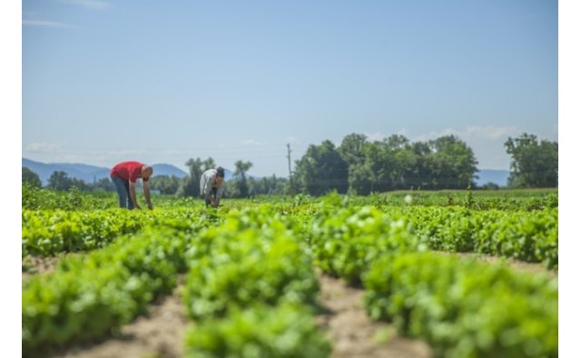 Trabajos al aire libre y altas temperaturas ¿Cómo actuar? - 1, Foto 1